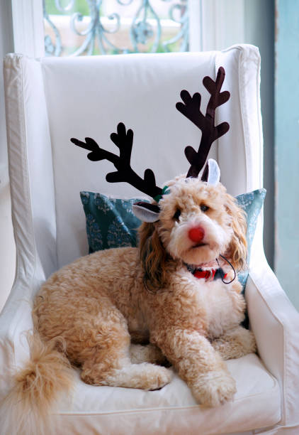 istock Adorable Dog in Christmas Antlers 1433200078