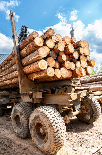istock Timber carrier with large sawn logs at the wood storage place 1433200134