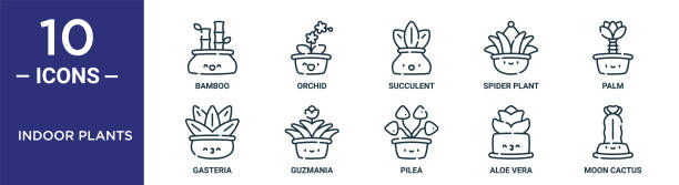 indoor plants outline icon set includes thin line bamboo, succulent, palm, guzmania, aloe vera, moon cactus, gasteria icons for report, presentation, diagram, web design indoor plants outline icon set includes thin line bamboo, succulent, palm, guzmania, aloe vera, moon cactus, gasteria icons for report, presentation, diagram, web design chlorophytum comosum stock illustrations