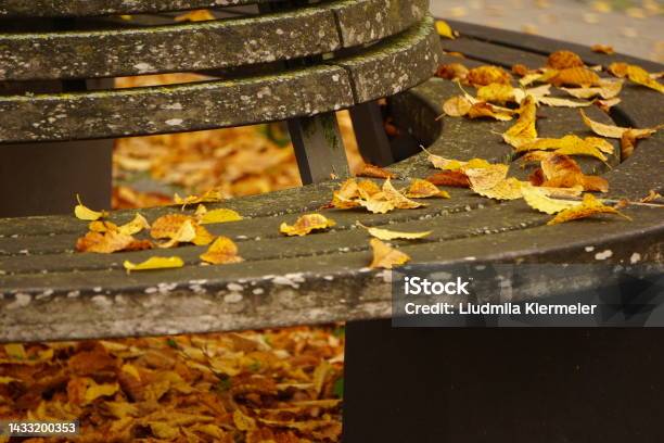 Benches In The Park In Autumn Several Benches In The Park In Autumn Round Bench In Autumn In Foliage Two Round Benches In Autumn In Yellow Foliage A Bench On The Threshold Of The House In Autumne Stock Photo - Download Image Now