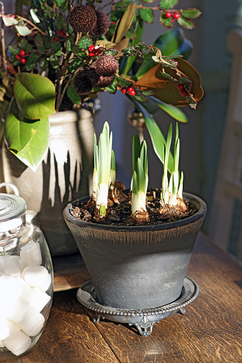 Paper Whites  in antique pot are sunlit and ready to offer their fragrant white blossoms in time for Christmas.