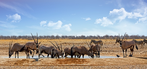 Panormic image of a large herd of Gemsbok Oryx at a waterhole with a large flock of birds in the background in-flight