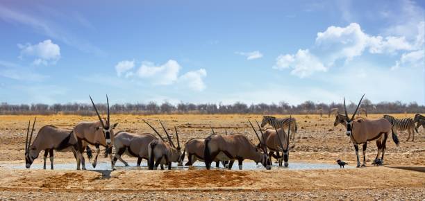 Waterhole full of Oryx against a blue cloudy sky Panormic image of a large herd of Gemsbok Oryx at a waterhole with a large flock of birds in the background in-flight gemsbok photos stock pictures, royalty-free photos & images