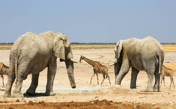 istock Giraffe framed by two African elephants on the open dry Africa plains 1433201372