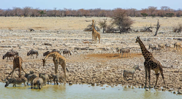 istock Busy AfricanWaterhole with lots of animals drinking 1433201401