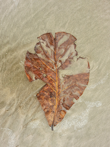 Closeup of a dry leaf on the sand of a beach