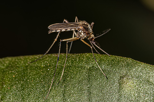 Adult Female Culicine Mosquito of the Species Aedes scapularis