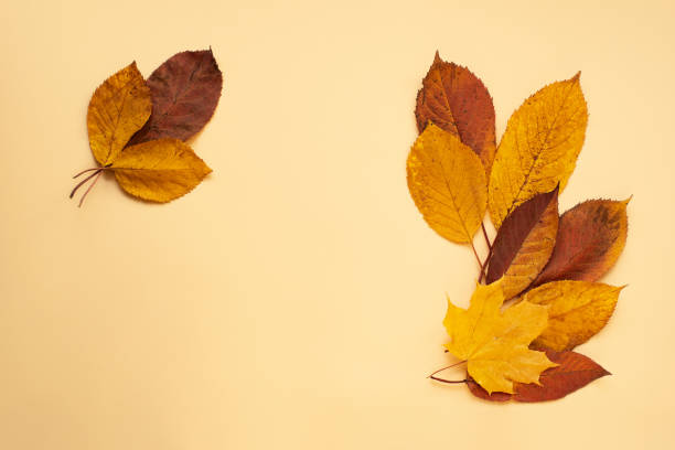 istock Autumn border with dry leafs from herbarium,pastel colors. 1433201755