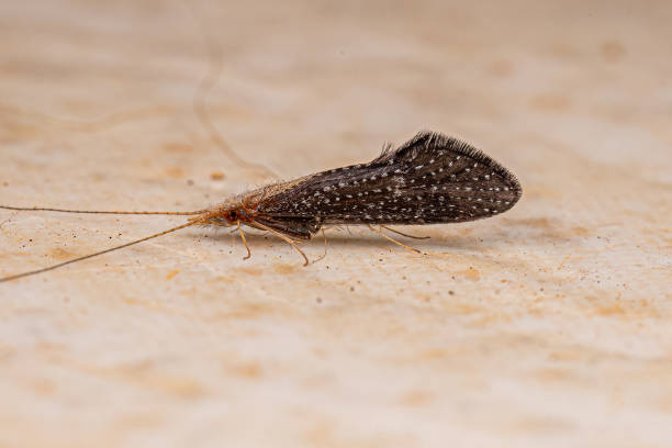 istock Adult Caddisfly Insect 1433201856