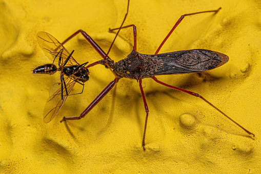 Adult Assassin Bug of the Species Heza binotata preying on a Adult Male Winged Carpenter Ant of the genus Camponotus