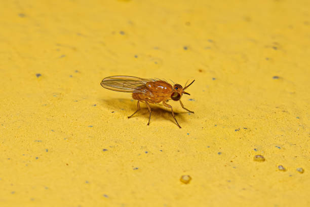 istock Adult Lauxaniid Fly 1433202624