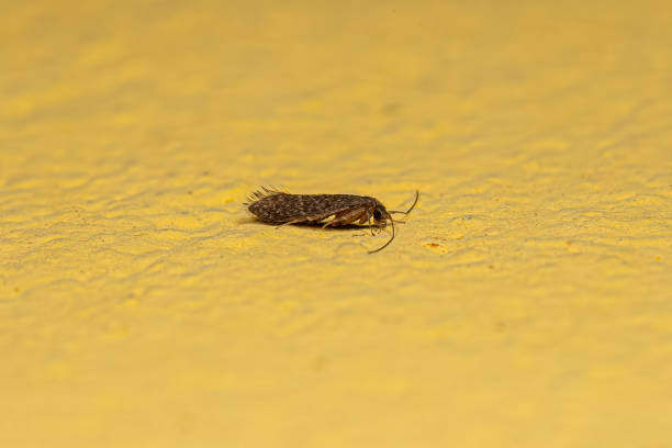istock Adult Caddisfly Insect 1433202734