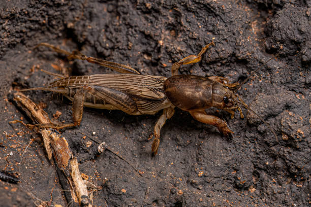 adult mole cricket - grillotalpa fotografías e imágenes de stock