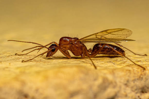 istock Adult Male Winged Carpenter Ant 1433204174
