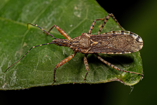 Adult Assassin Bug of the Genus Cosmoclopius