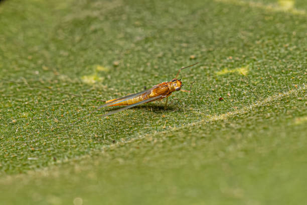 dorosła samica mayfly insect - baetis zdjęcia i obrazy z banku zdjęć