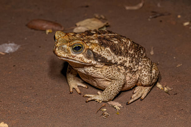 crapaud cururu adulte - hylidae photos et images de collection