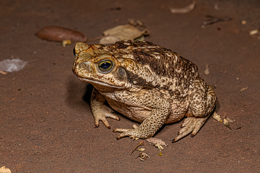 Adult Cururu Toad of the species Rhinella diptycha