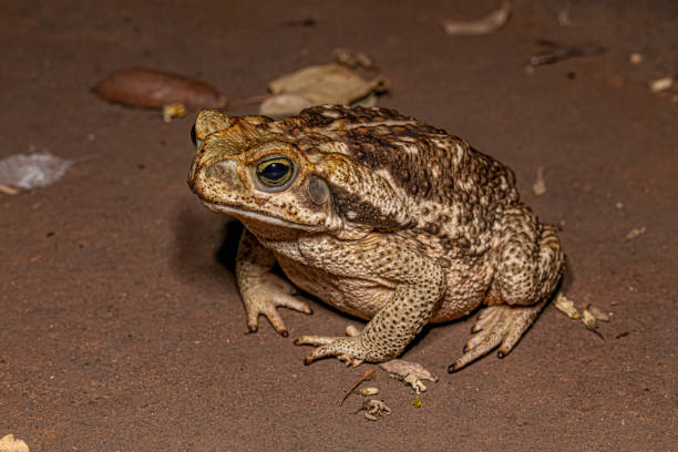 Adult Cururu Toad stock photo