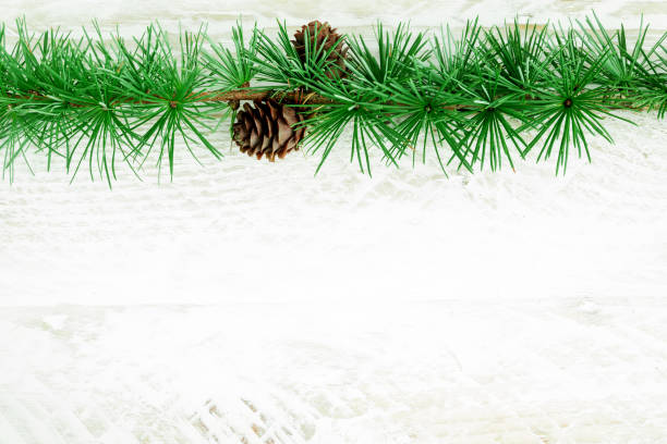 istock Cedrus deodara branch isolated on  background 1433204254