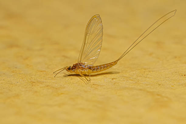 dorosła samica mayfly insect - baetis zdjęcia i obrazy z banku zdjęć