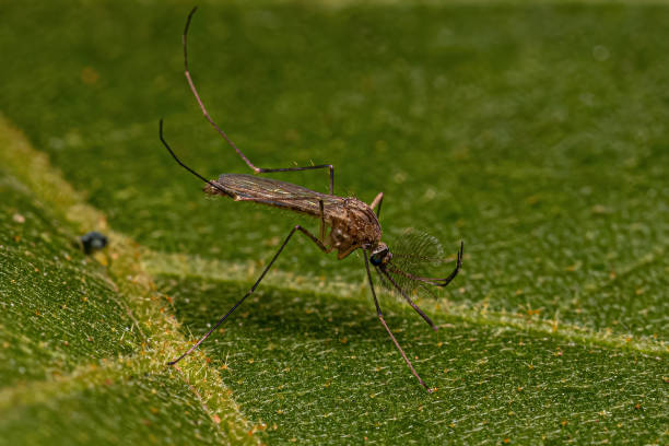 istock Adult Culicine Mosquito Insect 1433204283