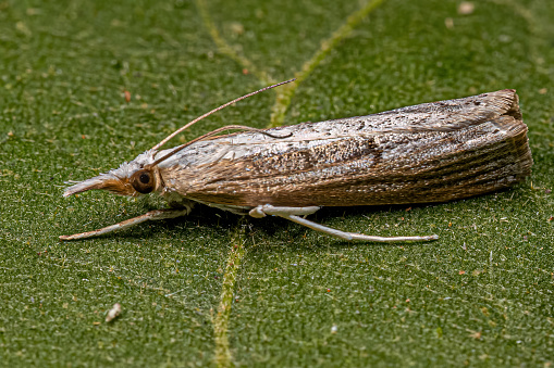 Adult Grass-veneer moth of the Subfamily Crambinae