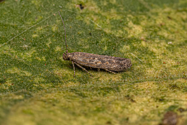 istock Adult Twirler Moth 1433204298