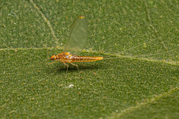 dorosła samica mayfly insect - baetis zdjęcia i obrazy z banku zdjęć