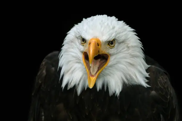 Portrait of a beautiful calling bald eagle (Haliaeetus leucocephalus), the national bird of the United States of America.