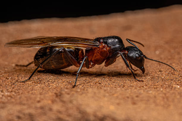 istock Adult Female Carpenter Queen Ant 1433204322