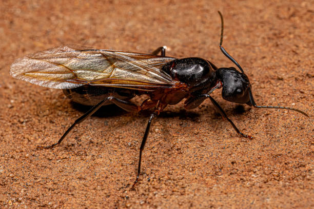 istock Adult Female Carpenter Queen Ant 1433204328