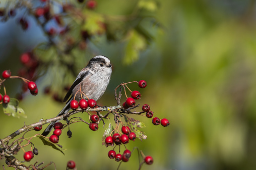 Beautiful long-tailed tit (Aegithalos caudatus) perching in a hawthorn bush with red berries.