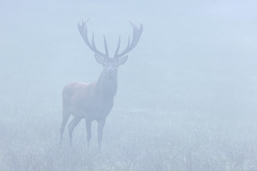 Early in the morning a beautiful stag (Cervus elaphus) is standing in front of the photographer, shrouded in a dense fog.
