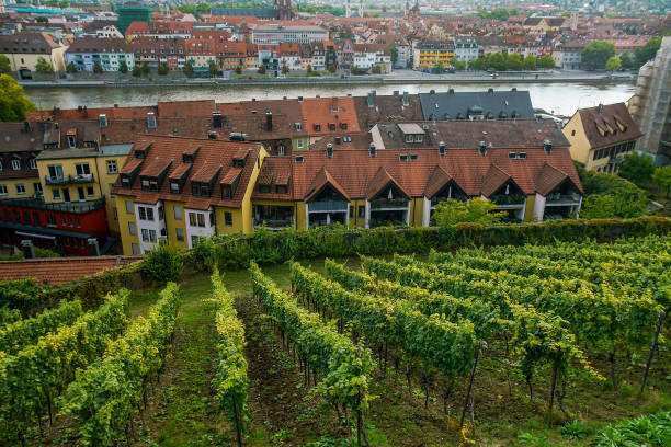 Vineyards and the city of Würzburg and the river Main - a nice September day when the workers were picking grapes