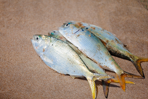 Freshly caught Bonga fish on a beach in Gambia, West Africa. The Bonga, Ethmalosa fimbriata, is a shad geographically local to coastal regions of West Africa and is a very important food source to the region.