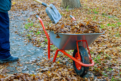 Municipal worker cleaning the sidewalk autumn fall leaf with a wheelbarrow is full of dried leaves.
