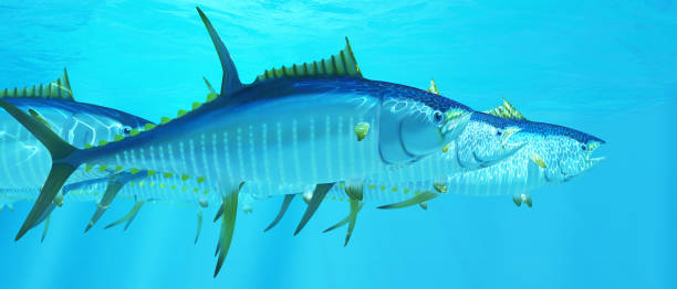 istock Open Ocean Yellowfin Tuna 1433204622