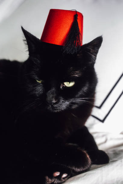 istock black cat lounging wearing tiny red Fez hat 1433205187
