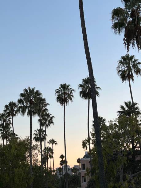 istock Palmtrees in Beverly Hills, California, USA 1433205544