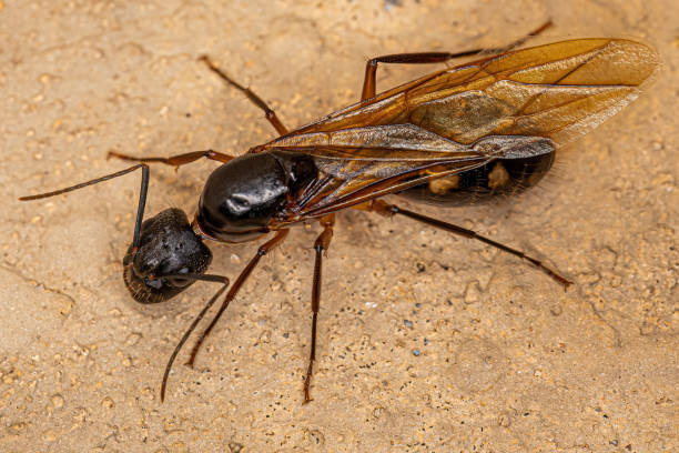 istock Adult Female Carpenter Queen Ant 1433205567