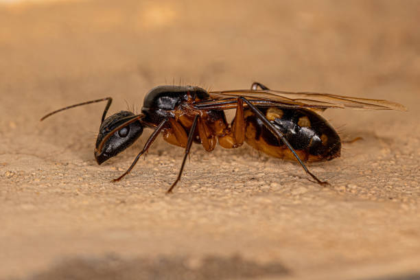 istock Adult Female Carpenter Queen Ant 1433205570