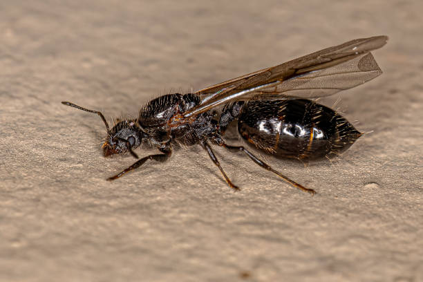 istock Adult Female Cocktail Ant 1433205592