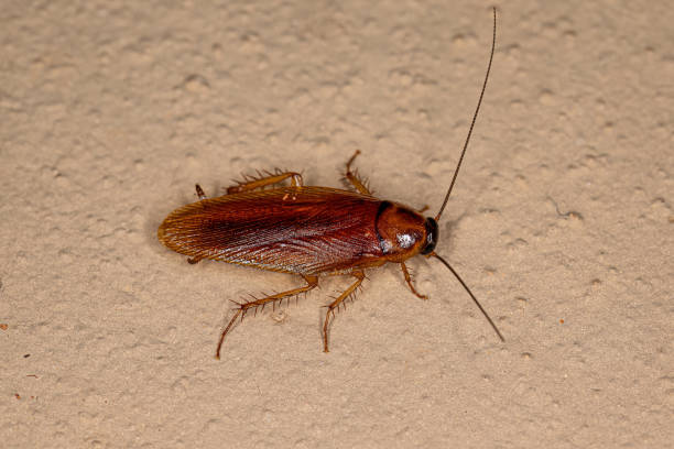 istock Adult Wood Cockroach 1433205614