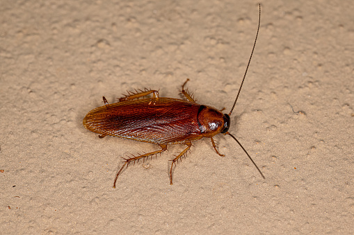 salvador, bahia, brazil - february 4, 2021: cockroach insect is seen in residence in the city of Salvador.\