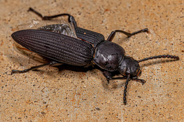 istock Adult Darkling Beetle 1433205620