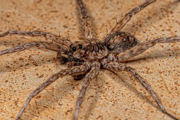 istock Adult Male Wolf Spider 1433205621