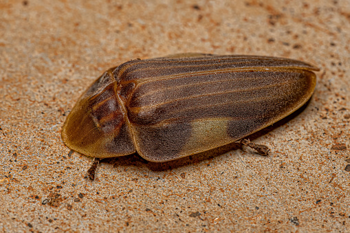 Adult Firefly Beetle of the Tribe Cratomorphini