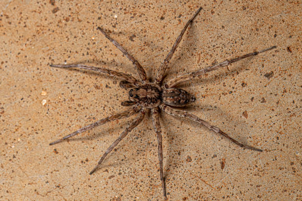istock Adult Male Wolf Spider 1433205627