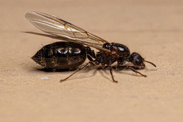 istock Adult Female Cocktail Ant 1433205641